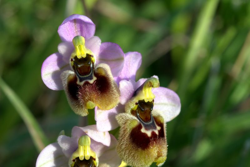 Ophrys tenthredinifera